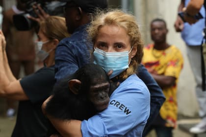 Rescate del chimpancé bebé Walter