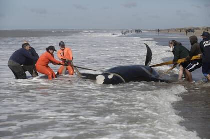 Rescatistas intentan devolver a los animales al mar