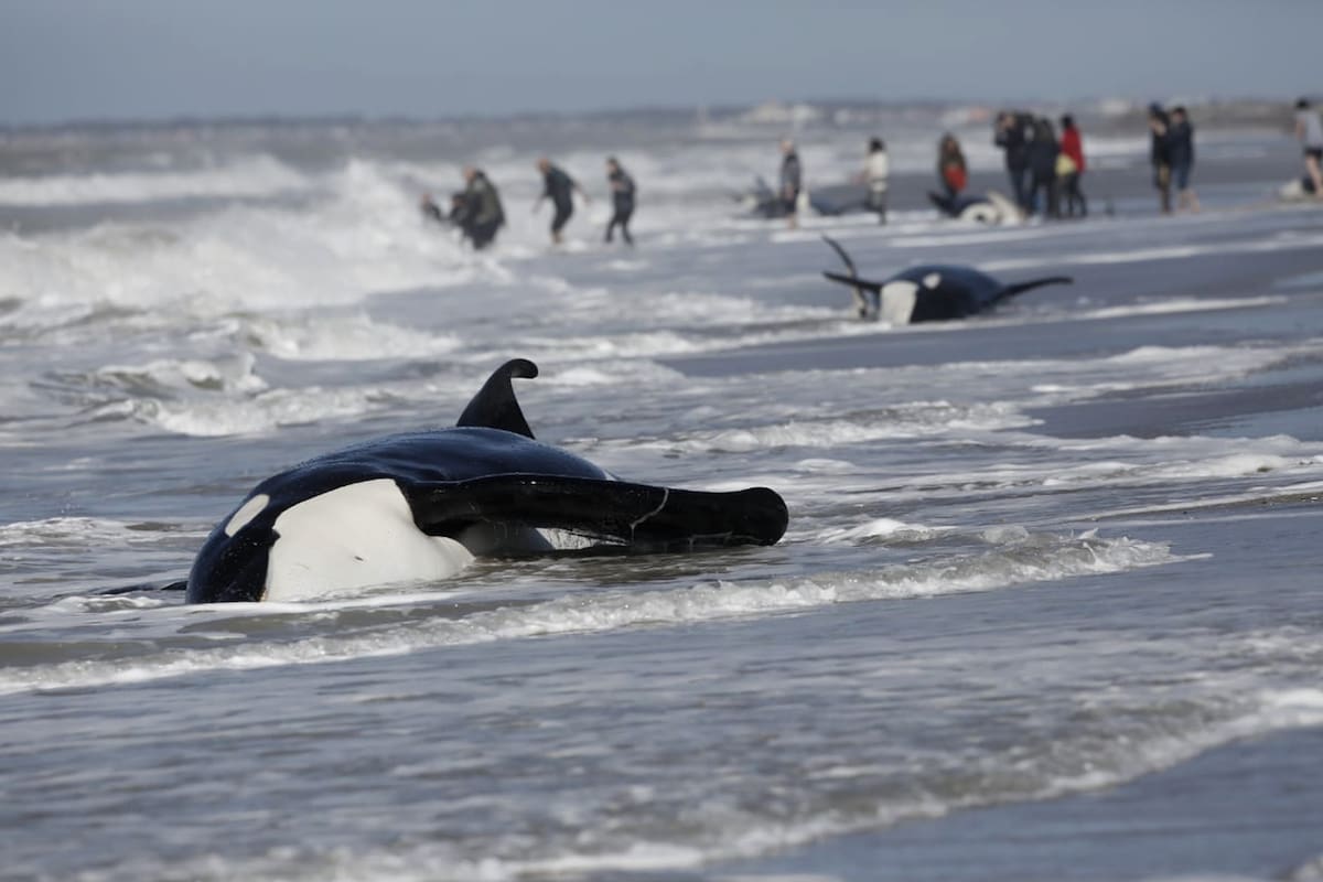 Rescate en la costa: devolvieron con éxito al mar a siete ballenas