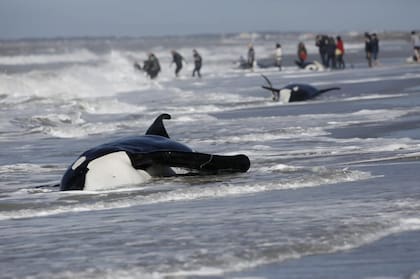 Rescatistas intentan devolver a los animales al mar