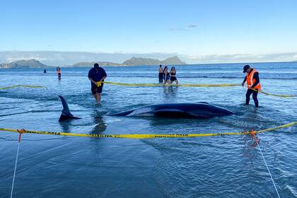 Rescatistas acordonan una zona alrededor de una ballena piloto muerta que quedó varada en la playa de Ruakākā en el norte de Nueva Zelanda, el domingo 24 de noviembre de 2024. (Nikki Hartley/New Zealand Department Of Conservation via AP)