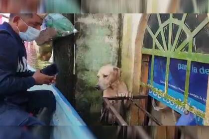 Rescatistas lograron salvar al perro, que se encontraba varado y con la mitad del cuerpo cubierto por el agua