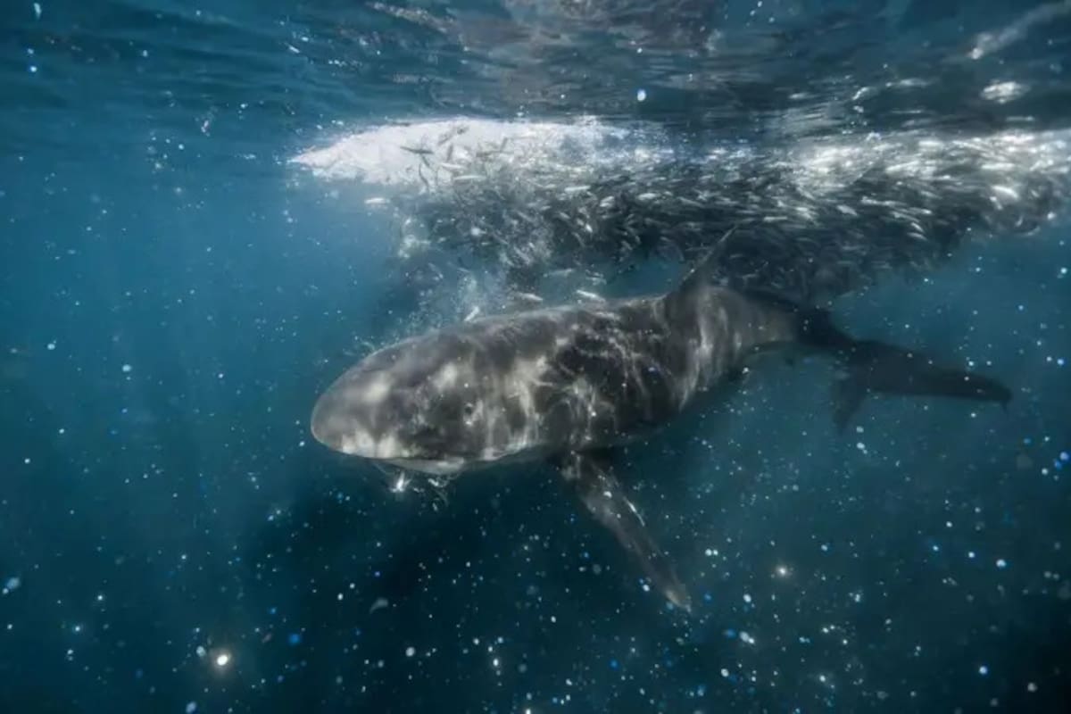 Researchers catch sharks off NY's Hamptons, attach trackers to toothy predators