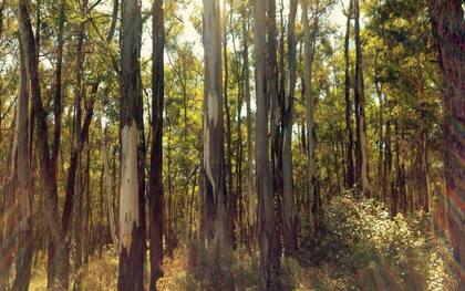 Reserva Forestal.