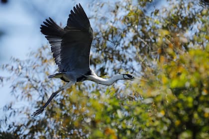 Reserva ecológica de Vicente López