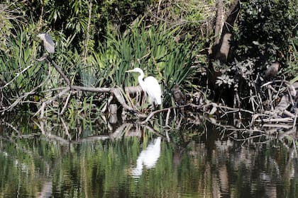 Una garza bruja junto a una garza blanca, en Vicente López