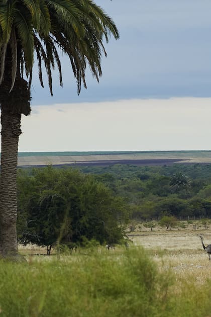 La reserva El Potrero, un ambiente rico en biodiversidad en Entre Ríos