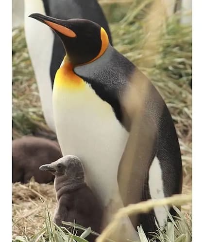 Reserva Natural Pingüino Rey