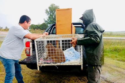 Personal de la reserva traslada a Shinshu, una carpincho rescatada de una quema