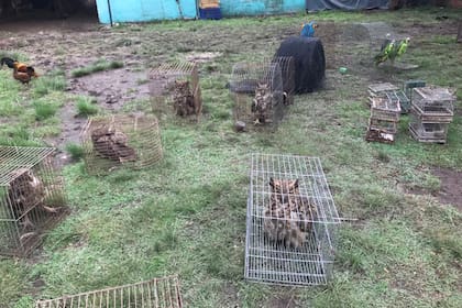 Ejemplares de ñacurutú incautados en muy mal estado, que luego fueron liberados en El Potrero