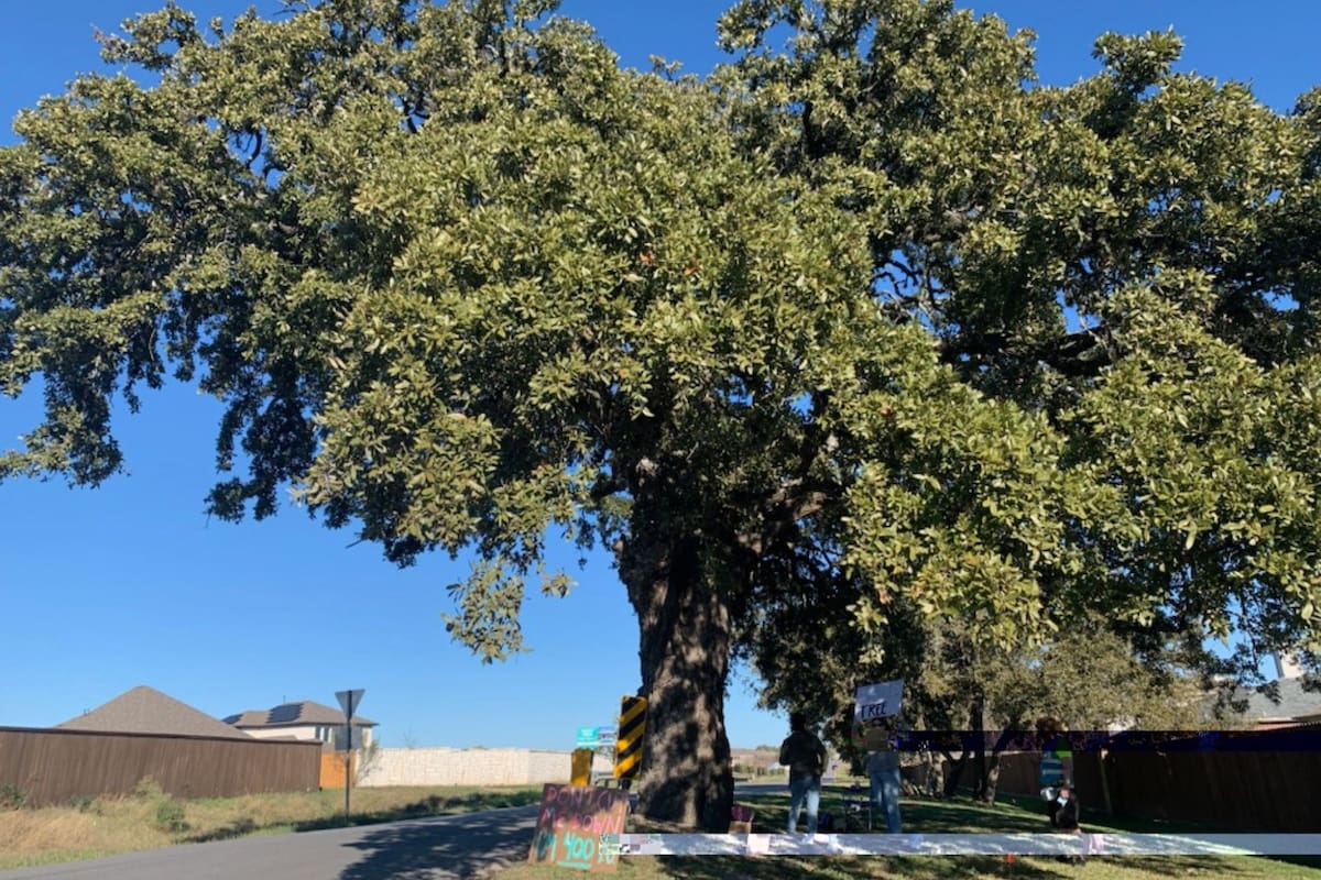 Residentes de Kyle colocaron letreros junto al roble para protestar en contra de su posible tala (Change.org/Paige Giordano)