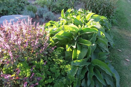 Resistente a las bajas temperaturas, la consuelda funciona como cobertura vegetal y favorece la biodiversidad del jardín
