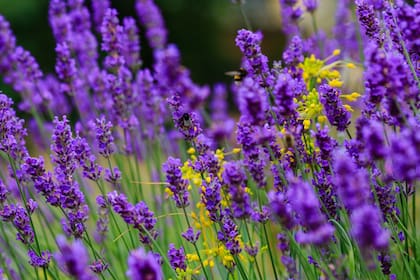Resistente al frío y con un aroma inconfundible, la lavanda se mantiene atractiva durante todo el año