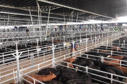 Respecto del miércoles, el Índice General trepó un 7,39%, al pasar de 509,871 a 547,571 pesos por kilo