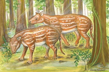 Restauración de Cambaytherium thewissi, por Elaine Kasmer.