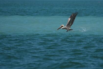 Restaurar los Everglades protegería los Cayos de Florida mientras científicos monitorean la sequía