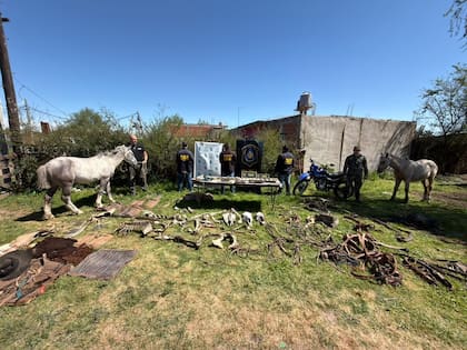 Restos de animales faenados en Moreno