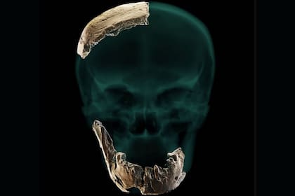 Restos de la nueva especie de Homo hallada en una excavación en Israel