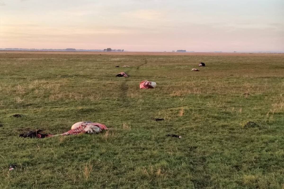 Restos de los terneros faenados en el campo en el partido de Olavarría