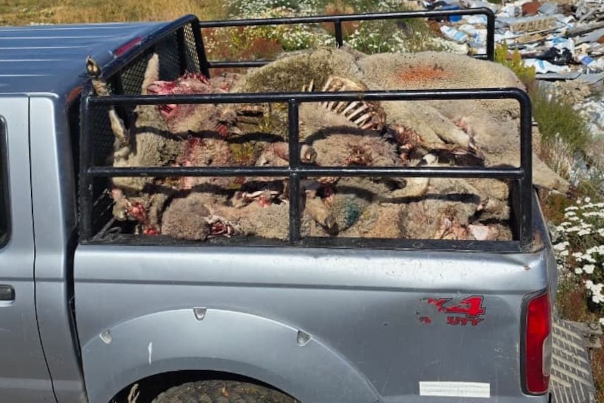 Restos de ovejas descuartizadas por una jauría de perros en Río Grande, Tierra del Fuego