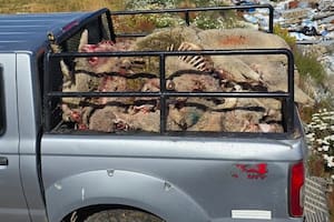 Restos de ovejas descuartizadas por una jauría de perros en Río Grande, Tierra del Fuego