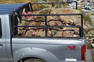 El ataque a un niño reavivó un problema que hace décadas crece en la Patagonia