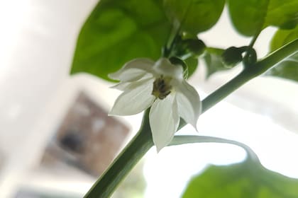 Resuelto el problema, el smartphone volvió a sacar fotos claras; en la imagen, la flor de una planta de morrones