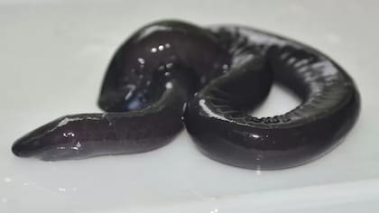 Resulta que las cecilias, un grupo de anfibios submarinos sin extremidades, pueden "hablar"