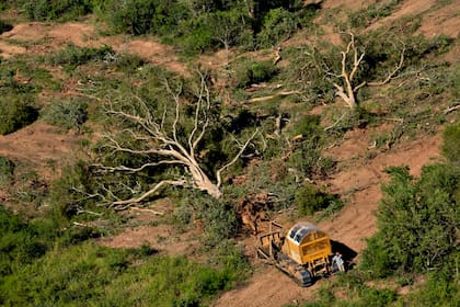 Resultan alarmantes los altos índices de pérdidas de bosques nativos en el Gran Chaco
