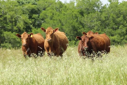 Resultaría conveniente que durante este periodo de perspectivas productivas y comerciales favorables, el sistema sanitario argentino (público y público/privado) fortalezca sus estructuras y actividades a fin de proyectarse hacia el mediano-largo plazo