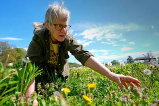 Resurgimiento de la recolección: Entusiastas de la comida silvestre se reconectan con la naturaleza