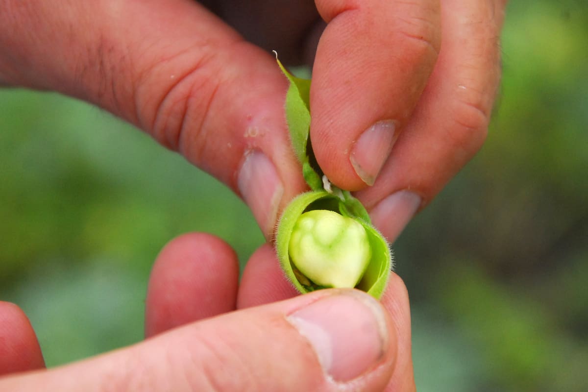 Retenciones: alertan que el garbanzo deja de ser negocio por primera vez en 4 años