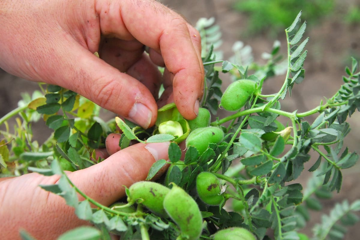 Retenciones: alertan que el garbanzo deja de ser negocio por primera vez en 4 años