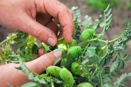 Retenciones: alertan que el garbanzo deja de ser negocio por primera vez en 4 años