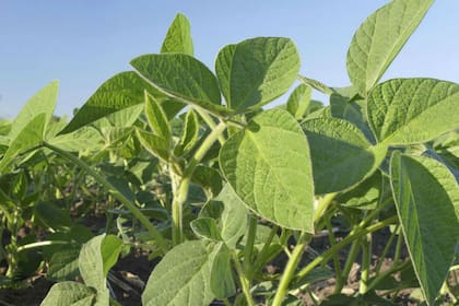 Retenciones. Del 9% que representaban hasta la semana pasada, bajaron a aproximadamente el 5,3% con el nuevo valor del dólar, según Az Group