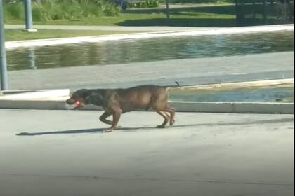 Retratado por un vecino, el perrito de Catamarca se volvió viral.