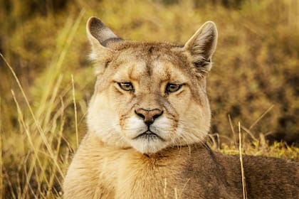 Retratar un animal salvaje no es una tarea sencilla: demanda tiempo y dedicación ya que hay que que adaptarse al entorno
Foto: Timothy Dhalleine