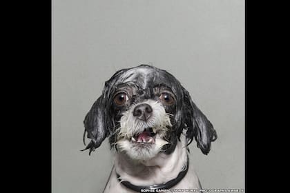 Es posible hacer un shampoo con vinagre para exterminar a las pulgas. FOTO: retrato de un perro en medio de su baño, por Sophie Gamand