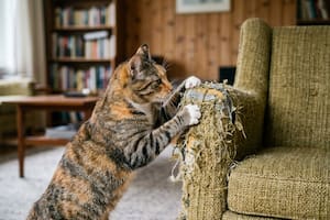 Revelan el motivo por el que los gatos rompen los muebles del hogar: cómo evitarlo (Imagen ilustrativa generada con IA)