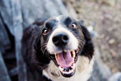 Revisá el pelaje de tus mascotas a diario para evitar que contraigan pulgas y garrapatas