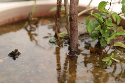 Revisar drenajes, controlar sectores propensos a acumular agua y ajustar los cuidados de las plantas puede ayudar a reducir problemas