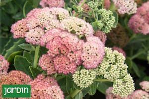 Revista Jardín