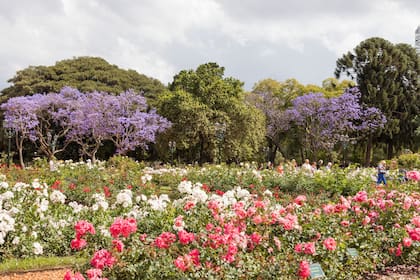 Revista Jardín