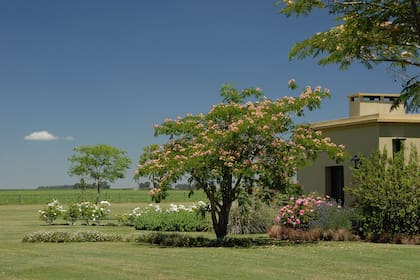 Albizia julibrissin / Revista Jardín