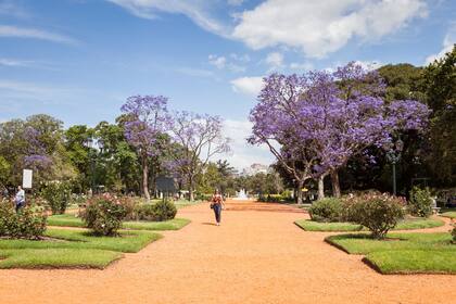 Revista Jardín