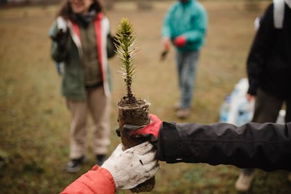 Revista Lugares a través de la Asociación Amigos de la Patagonia está plantando árboles nativos en el Parque Nacional Lanín, como parte de las acciones para compensar la huella de carbono de los viajes.