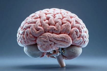 Reviven la actividad de un cerebro criogenizado por primera vez