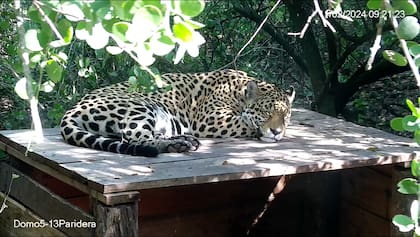Rewilding Argentina junto al Parque Nacional El Impenetrable liberaron a la primera hembra en 35 años dentro de aquella área protegida