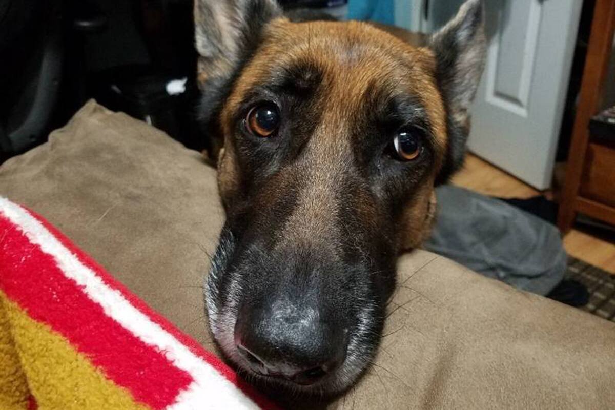 Rex antes de recibir tres disparos para proteger a su dueño.
