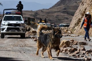 Rex, de perro vagabundo a oficial de la policía de Bolivia